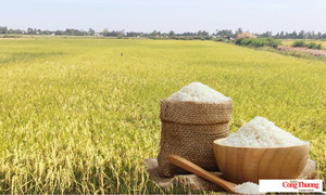 Giá lúa gạo hôm nay ngày 17/8: Gạo nguyên liệu xuất khẩu đảo chiều giảm nhẹ