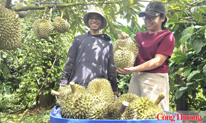 Lưu ý cho doanh nghiệp xuất khẩu sầu riêng vào Đài Loan (Trung Quốc)