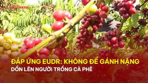 Đáp ứng EUDR: Không để gánh nặng dồn lên người trồng cà phê 