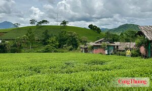 Minh Đài nâng tầm OCOP, mở hướng phát triển kinh tế nông thôn