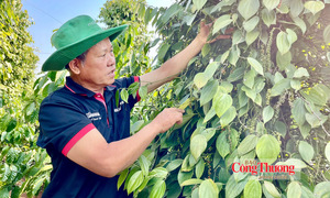 Giá tiêu hôm nay 19/8/2026: Giữ đà bình ổn