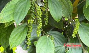Giá tiêu hôm nay 20/8/2026: Chưa thể bứt phá