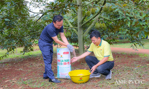 Bí quyết trồng sầu riêng cho nhiều trái loại A, lãi cao