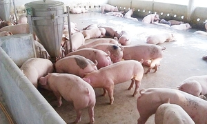 Giá heo hơi hôm nay 20/8/2026: Tăng đồng loạt trên cả 3 miền