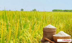 Giá lúa gạo hôm nay ngày 20/8/2026: Lúa tươi biến động trái chiều