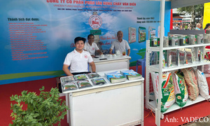 Phân lân Văn Điển đồng hành cùng nông sản Tây Nguyên