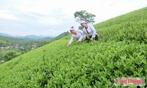 Liên kết chuỗi, xây dựng thương hiệu nâng tầm giá trị chè đất Tổ 