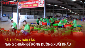 Sầu riêng Đắk Lắk: Nâng chuẩn để rộng đường xuất khẩu