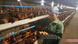 Cuộc cách mạng giảm phát thải từ đàn bò