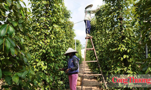 Vai trò của quản lý nhà nước trong vận hành sàn giao dịch carbon