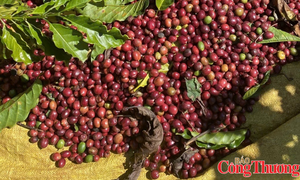 Xuất khẩu cà phê tăng mạnh, mở rộng sang thị trường châu Á
