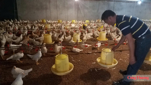 Thách thức và cơ hội cho kinh tế tuần hoàn trong ngành chăn nuôi