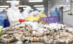 Động lực nào giúp xuất khẩu tôm tăng 13,5%, tiến gần mốc 2,8 tỷ USD?