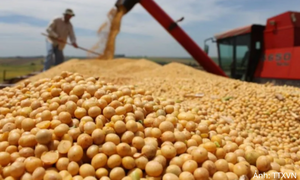 Giá đậu tương tăng mạnh trước sức ép từ nguồn cung và nhu cầu