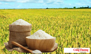 Giá lúa gạo hôm nay ngày 24/8: Gạo thơm Jasmine tăng 1.000 đồng/kg