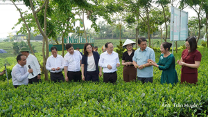 Thái Nguyên: Đẩy mạnh chế biến sâu để nâng giá trị cây chè