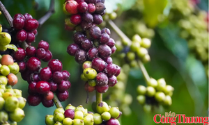 Nguồn cung thắt chặt đẩy giá cà phê thế giới đồng loạt tăng mạnh