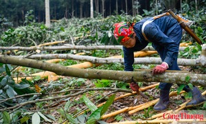Xúc tiến thương mại mở đường cho gỗ và thủ công mỹ nghệ Việt Nam