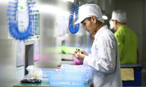 Mở rộng xuất khẩu vào Hà Lan: Đáp ứng nhanh các quy định mới