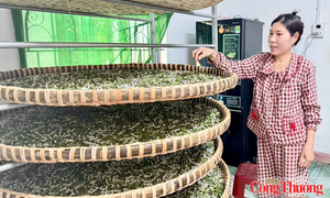 Quảng Ngãi: Giữ nghề trồng dâu nuôi tằm 150 năm ở Long Phụng