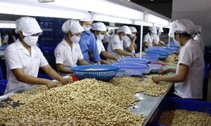 Việt Nam là nguồn cung hạt điều số 1 tại thị trường Đức