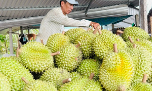 Xuất khẩu rau quả Việt Nam vượt 1 tỷ USD tháng thứ hai liên tiếp