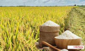 Giá lúa gạo hôm nay ngày 1/9/2026: Giao dịch giảm, giá ổn định