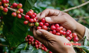 Giá cà phê hôm nay 2/9/2026: Ổn định quanh mốc 95.000 – 95.500 đồng/kg