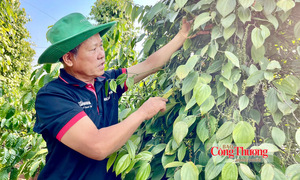Giá tiêu hôm nay 2/9/2026: Ổn định ở mức 135.000 – 137.000 đồng/kg