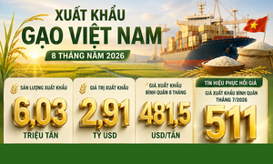 Infographic| Xuất khẩu gạo của Việt Nam 8 tháng năm 2026