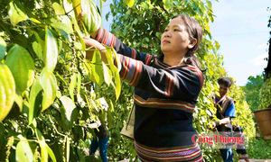 Giá tiêu hôm nay 5/9/2026: Trong nước ổn định