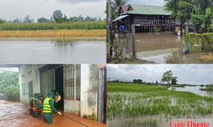 Gia Lai: Mưa lớn kéo dài, ruộng đồng, nhà dân chìm trong biển nước