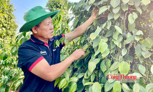 Giá tiêu hôm nay 8/9/2026: Tiếp tục đi ngang