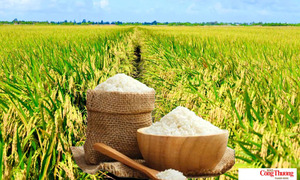 Giá lúa gạo hôm nay ngày 7/9: Gạo nguyên liệu xuất khẩu tiếp đà giảm