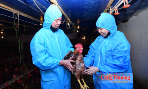 Hộ chăn nuôi liên kết cùng doanh nghiệp chia sẻ rủi ro 