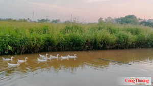 Vệ tinh 'soi' điểm nóng phát thải mê-tan trên đồng ruộng