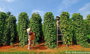Xuất khẩu hồ tiêu sang Trung Quốc tăng vọt trong tháng 8