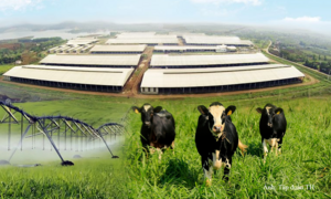 Những dấu ấn làm nên chất lượng sữa tươi sạch TH true MILK