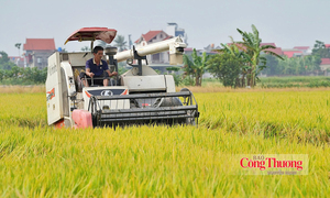 Giá lúa giảm, xuất khẩu gạo chịu áp lực