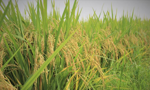 Khi dữ liệu phát thải trở thành 