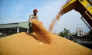 Giá lúa mì thế giới bật tăng