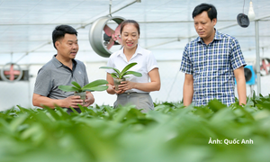 Thanh Hóa: Nông dân làm nông nghiệp công nghệ cao, thu hàng tỷ đồng mỗi năm