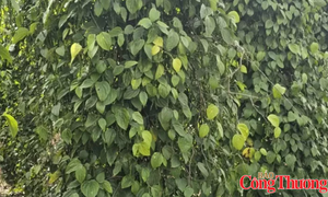 8 tháng, xuất khẩu tiêu duy trì đà tăng trưởng tại nhiều thị trường