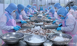 Thủy sản Việt Nam giữ đà tăng, thị trường xuất khẩu phân hóa