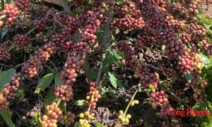 Giá cà phê thế giới tăng trở lại, tồn kho Arabica xuống mức thấp kỷ lục