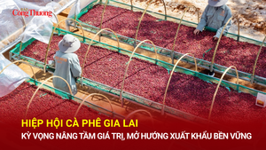Hiệp hội Cà phê Gia Lai: Kỳ vọng nâng tầm giá trị, mở hướng xuất khẩu bền vững