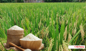 Giá lúa gạo hôm nay ngày 17/9/2026: Gạo xuất khẩu biến động