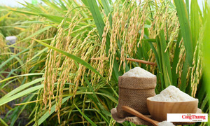 Giá lúa gạo hôm nay ngày 18/9/2026: Giá lúa tươi biến động trái chiều
