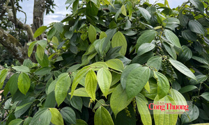 Giá tiêu hôm nay 21/9/2026: Cao nhất 141.000 đồng/kg