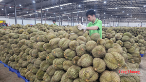 Đắk Lắk đặt mục tiêu xuất khẩu đạt hơn 1 tỷ USD trong 4 tháng cuối năm